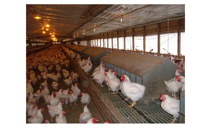 Poultry Farm Insulations Materials